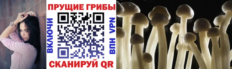 Купить где  Палласовка  Псилоцибиновые грибы GOLDEN TEACHER 